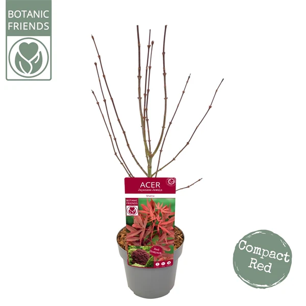 Acer palm. Shaina - Image 5
