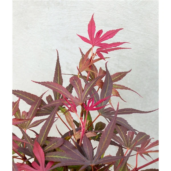 Acer palm. Shaina - Image 6