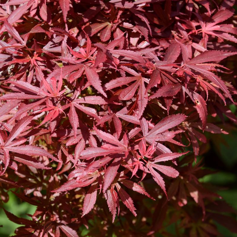 Acer palm. Shaina  C6.5 - Image 2