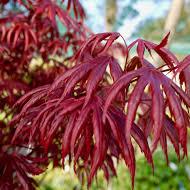 ACER PALM. SHAINA VASO ECO CLT 15  TRONCO 90 CM    1/2 STD - Image 2