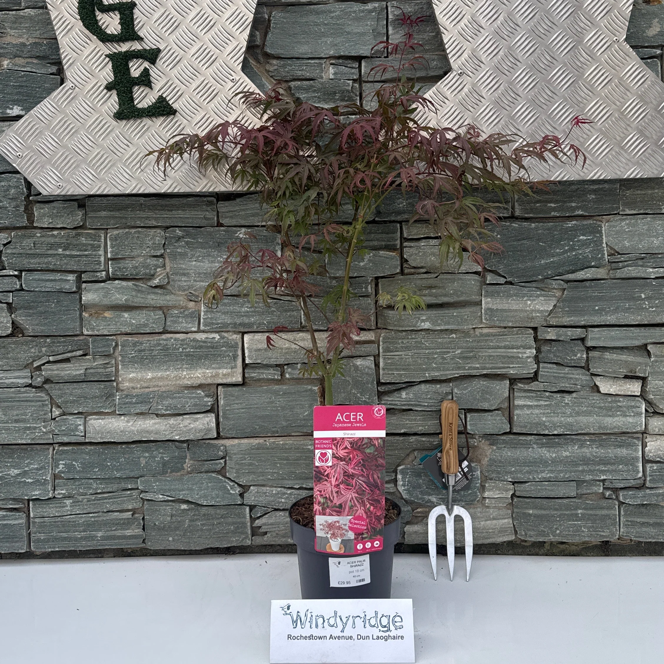 Acer palm. Shirazz