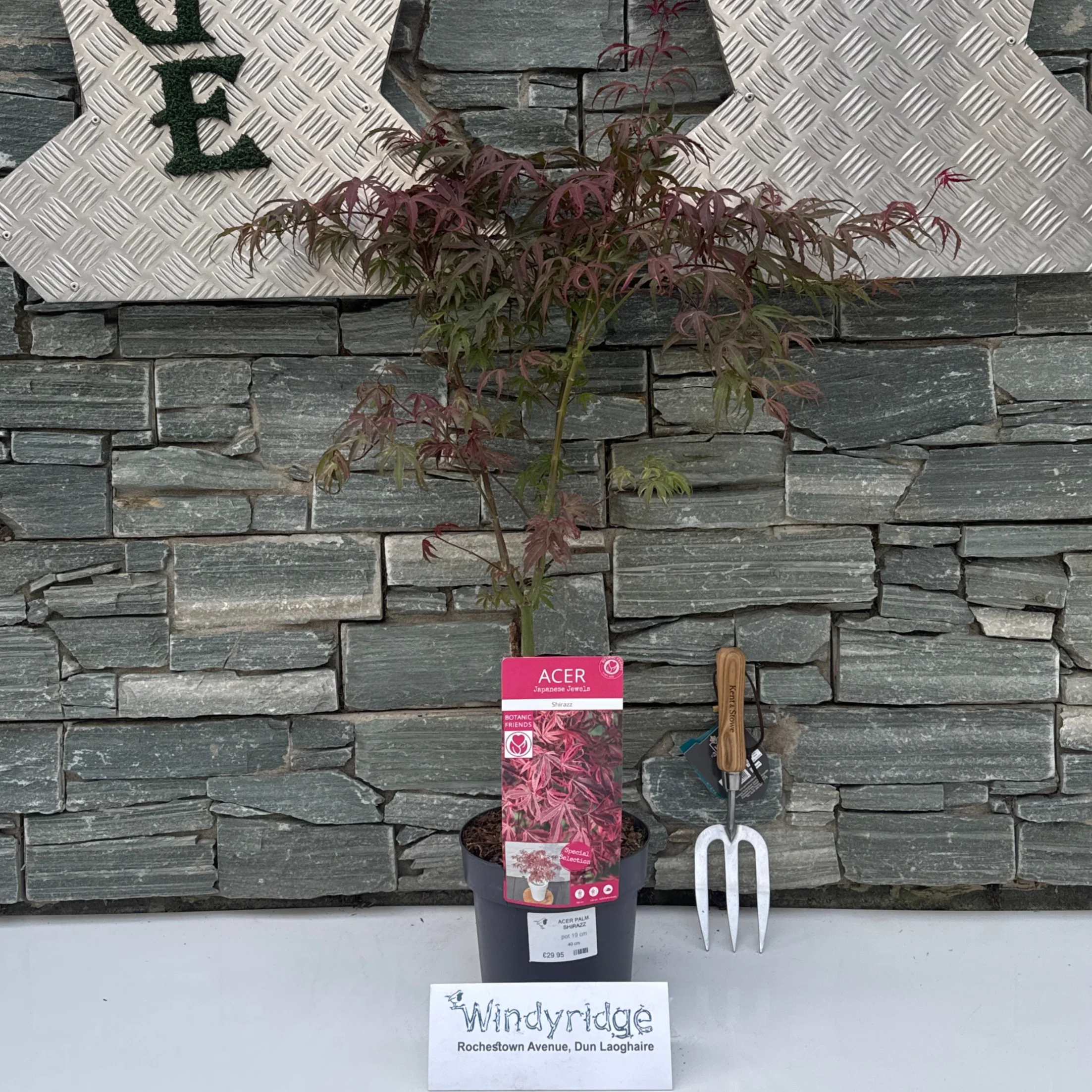 Acer palm. Shirazz - Image 2