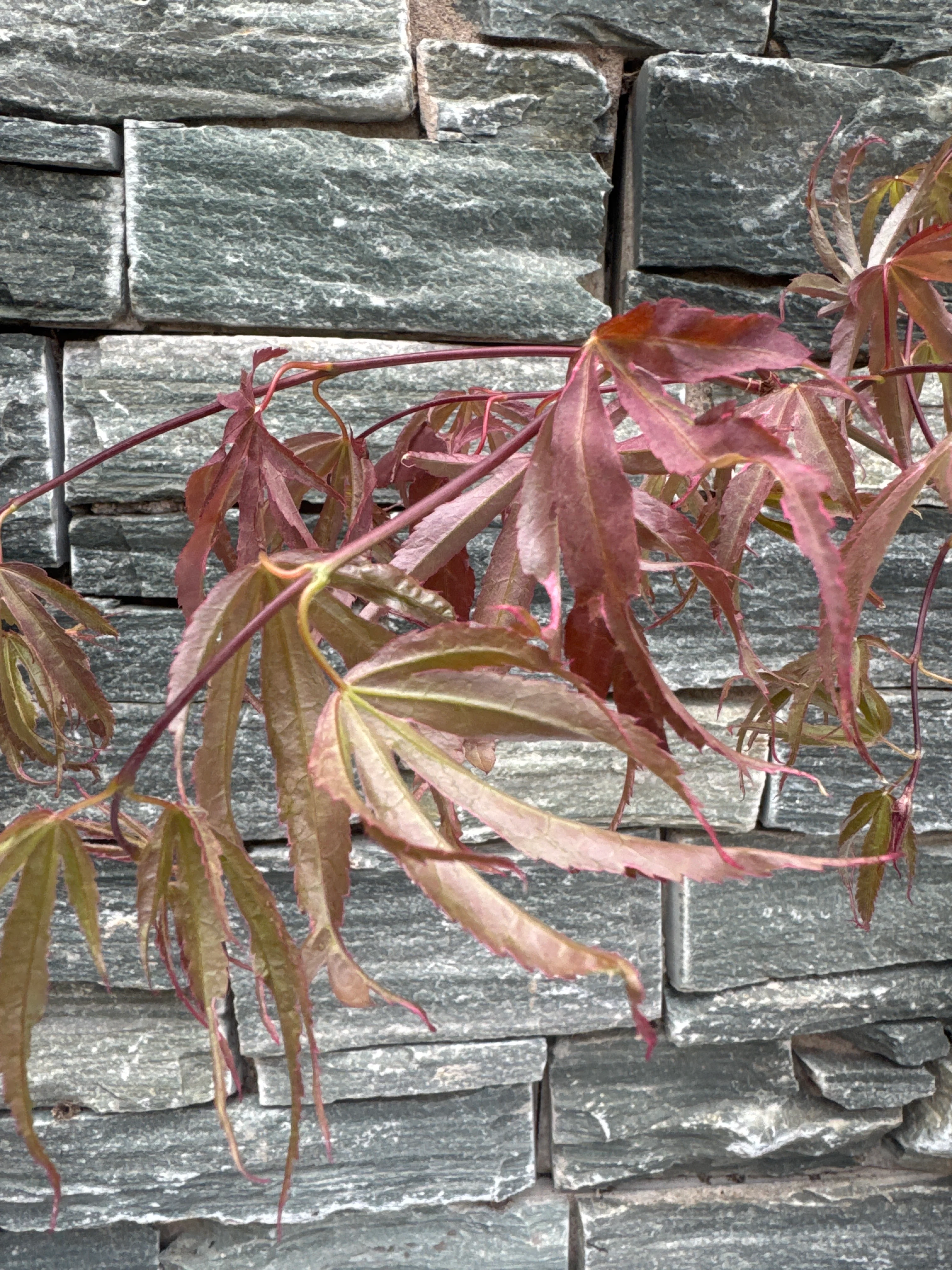ACER PALM. SHIRAZZ - Image 4