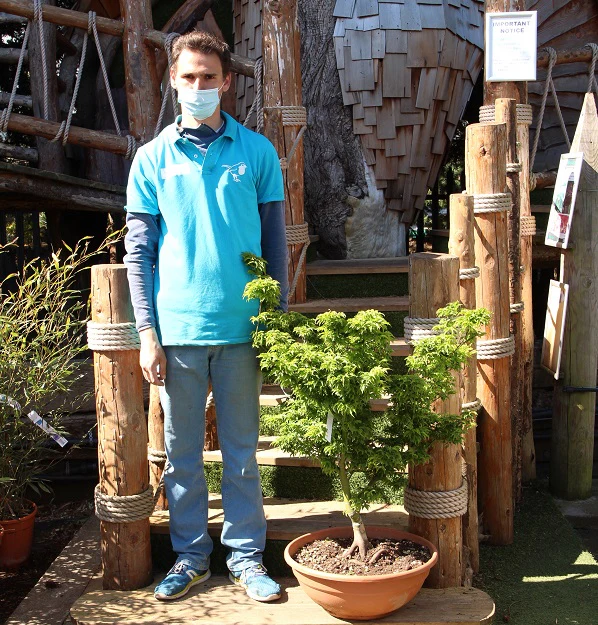 ACER palm. Shishigashira