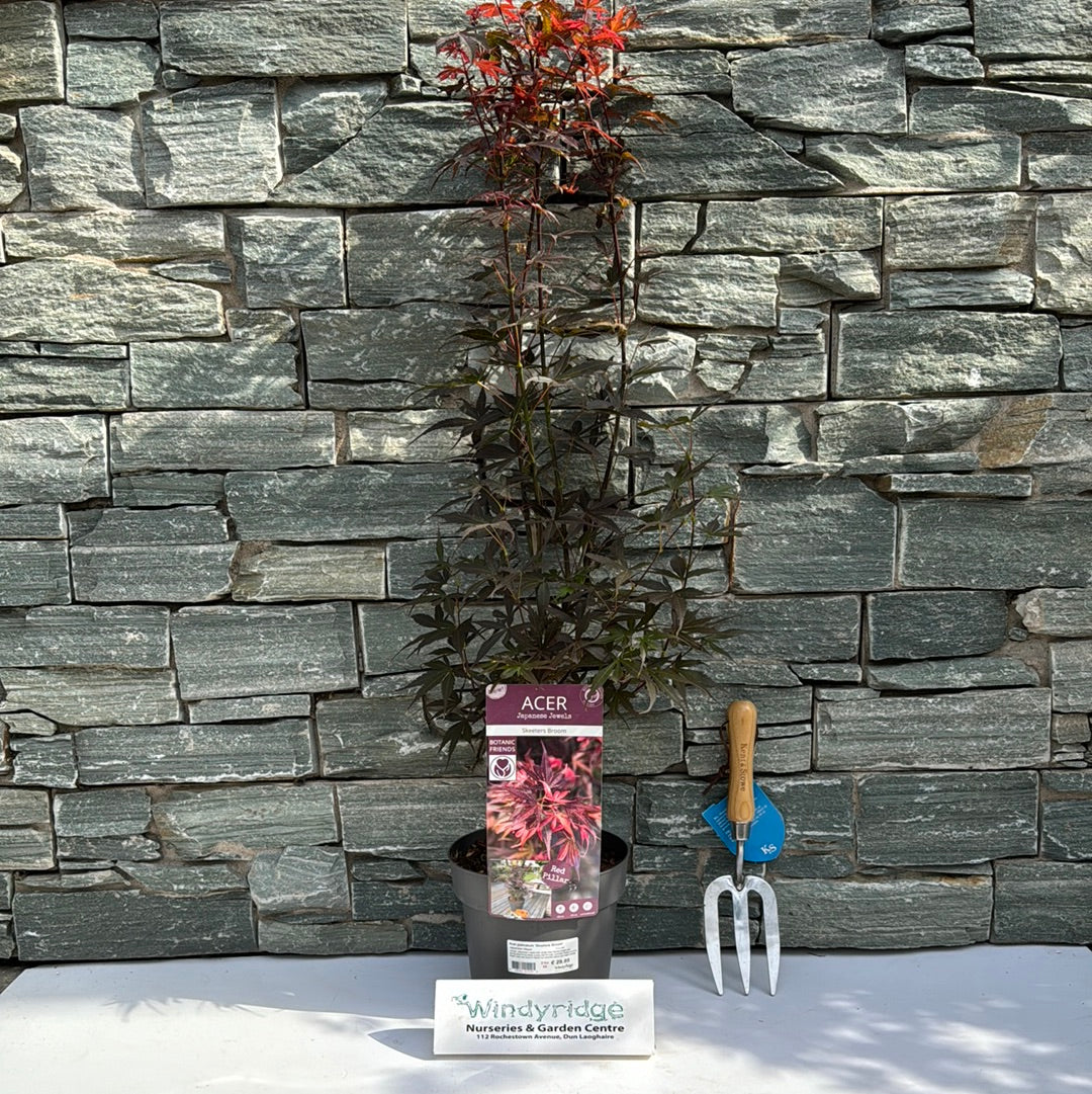 Acer palm. Skeeters Broom - Image 2