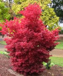 Acer palm. Skeeters Broom