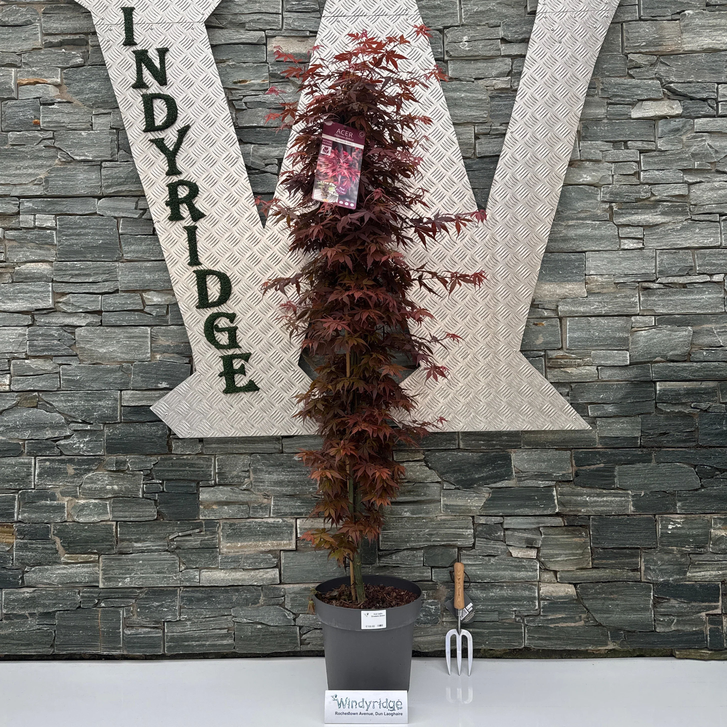 Acer palm. Skeeters Broom