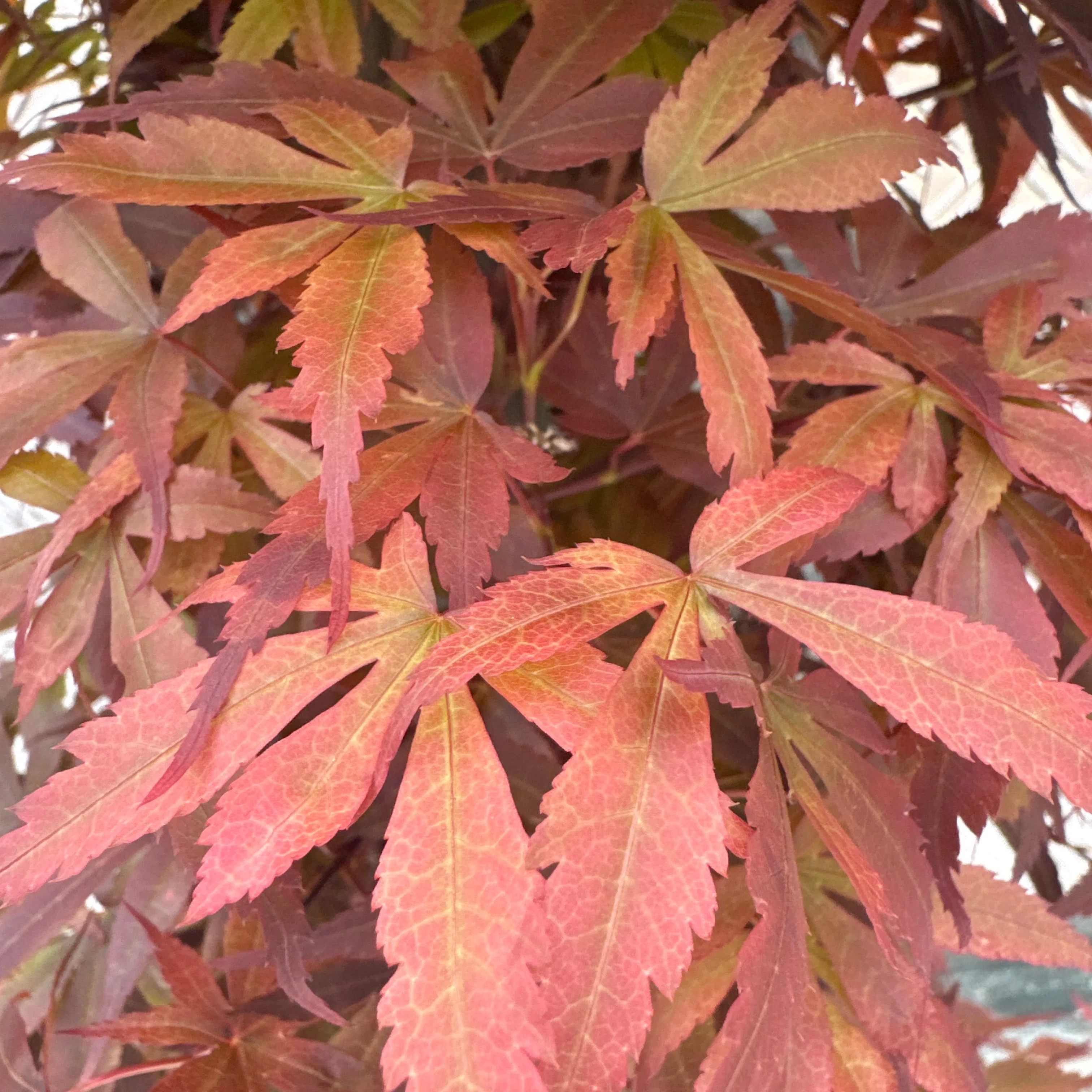 Acer palm. Skeeters Broom - Image 2