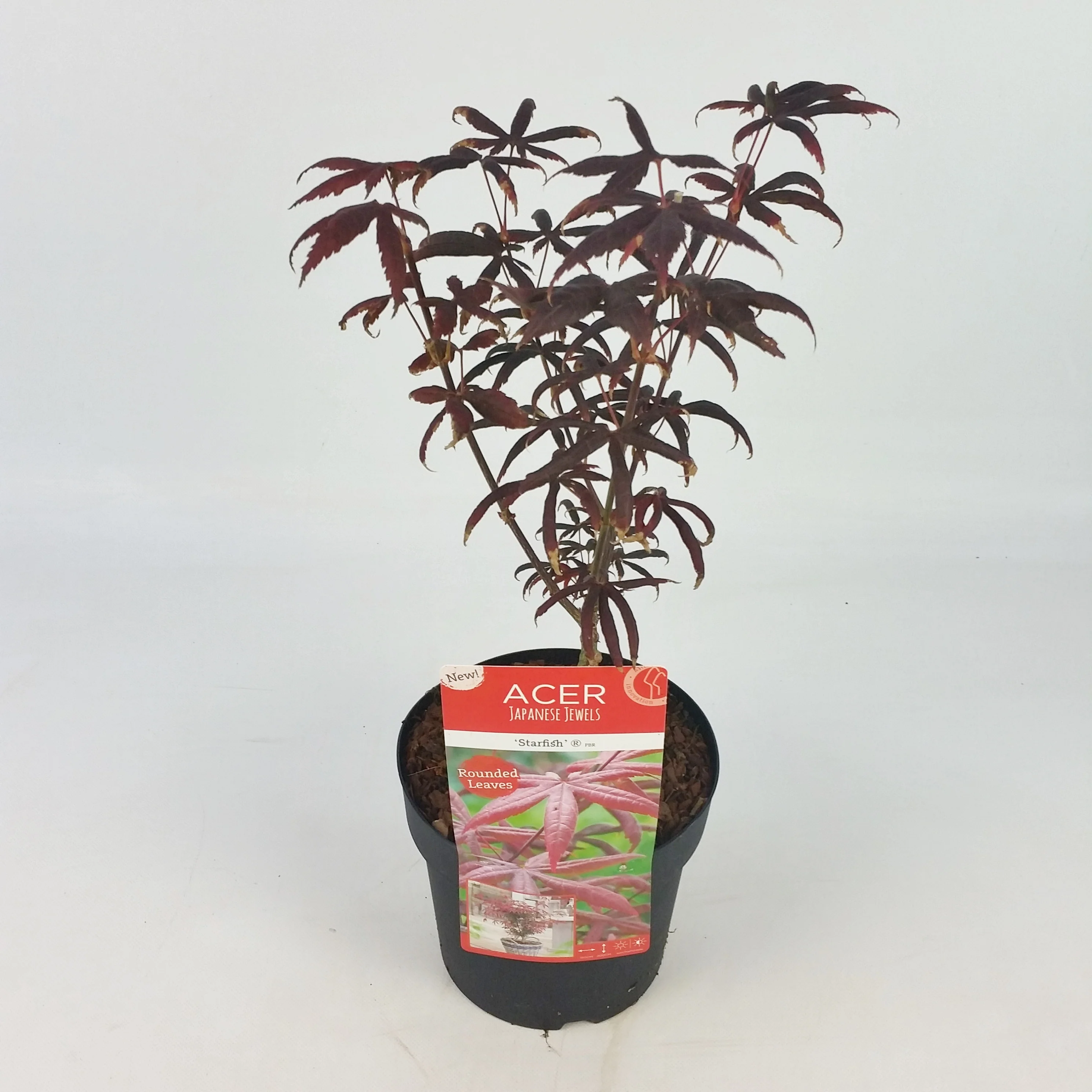 Acer Palm. Starfish