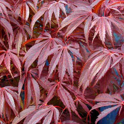 Acer palm. Sumi-nagashi - Image 2
