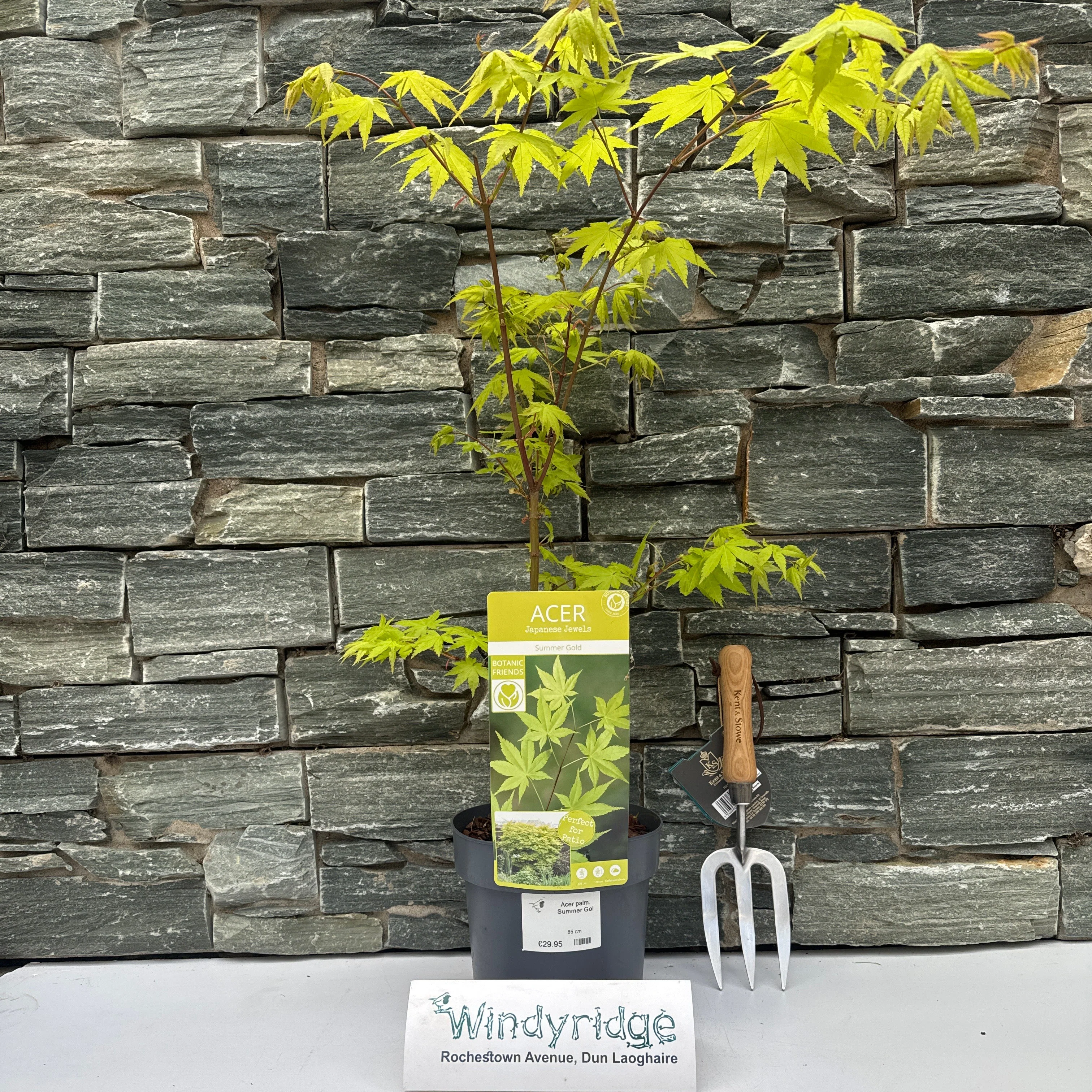 Acer palm. Summer Gold