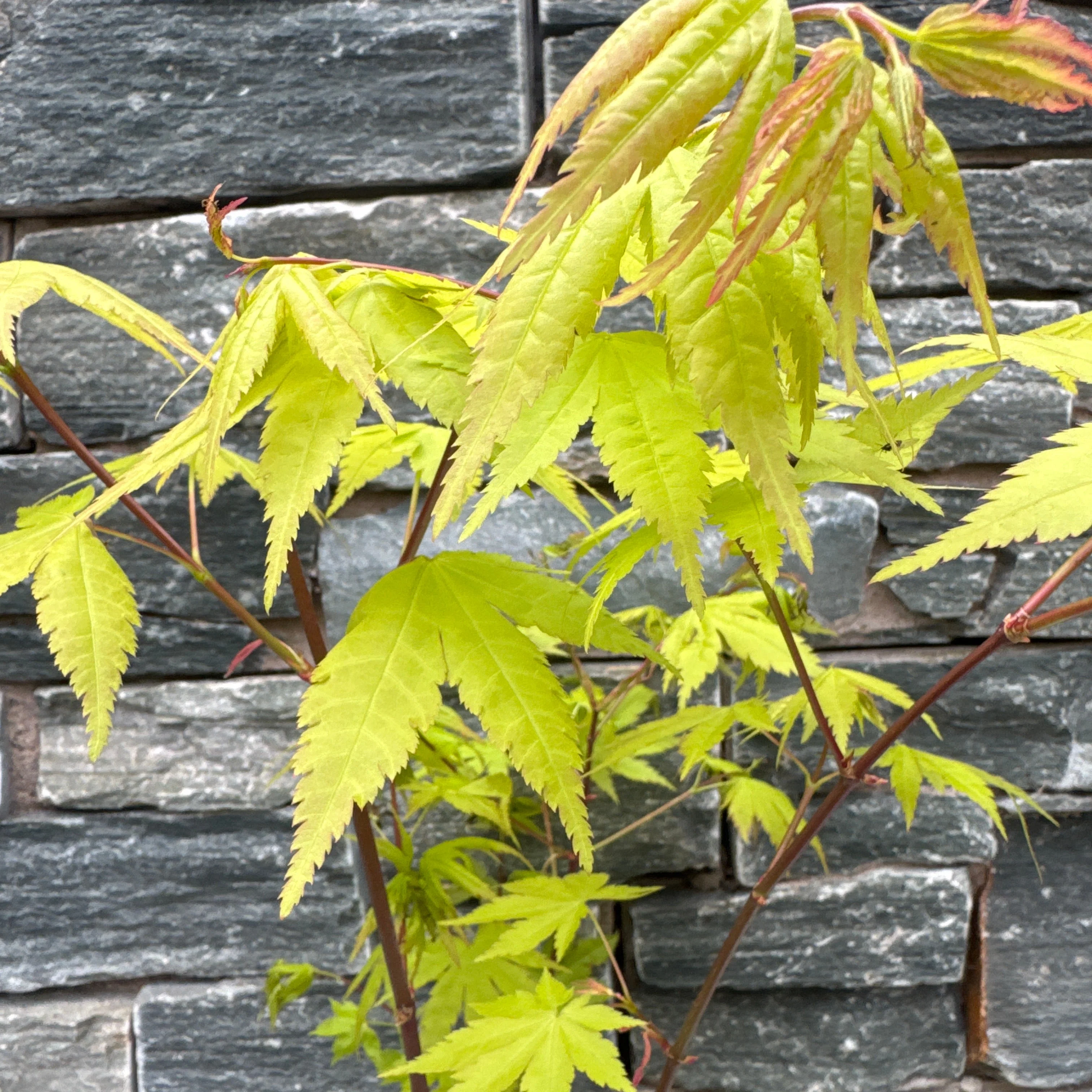 Acer palm. Summer Gold - Image 2