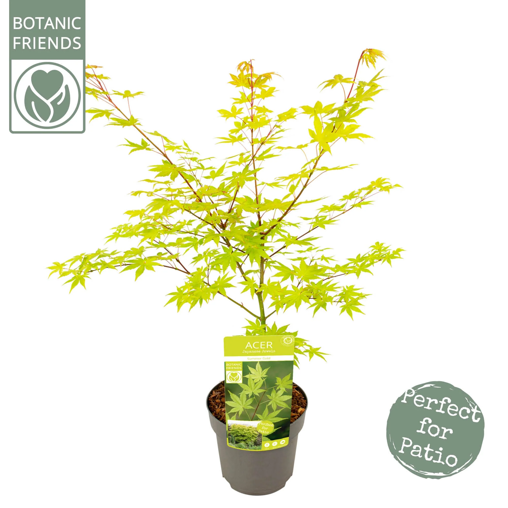 Acer palm Summer Gold - Image 2
