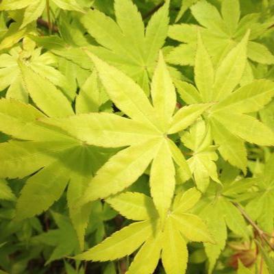 Acer palm Summer Gold - Image 4