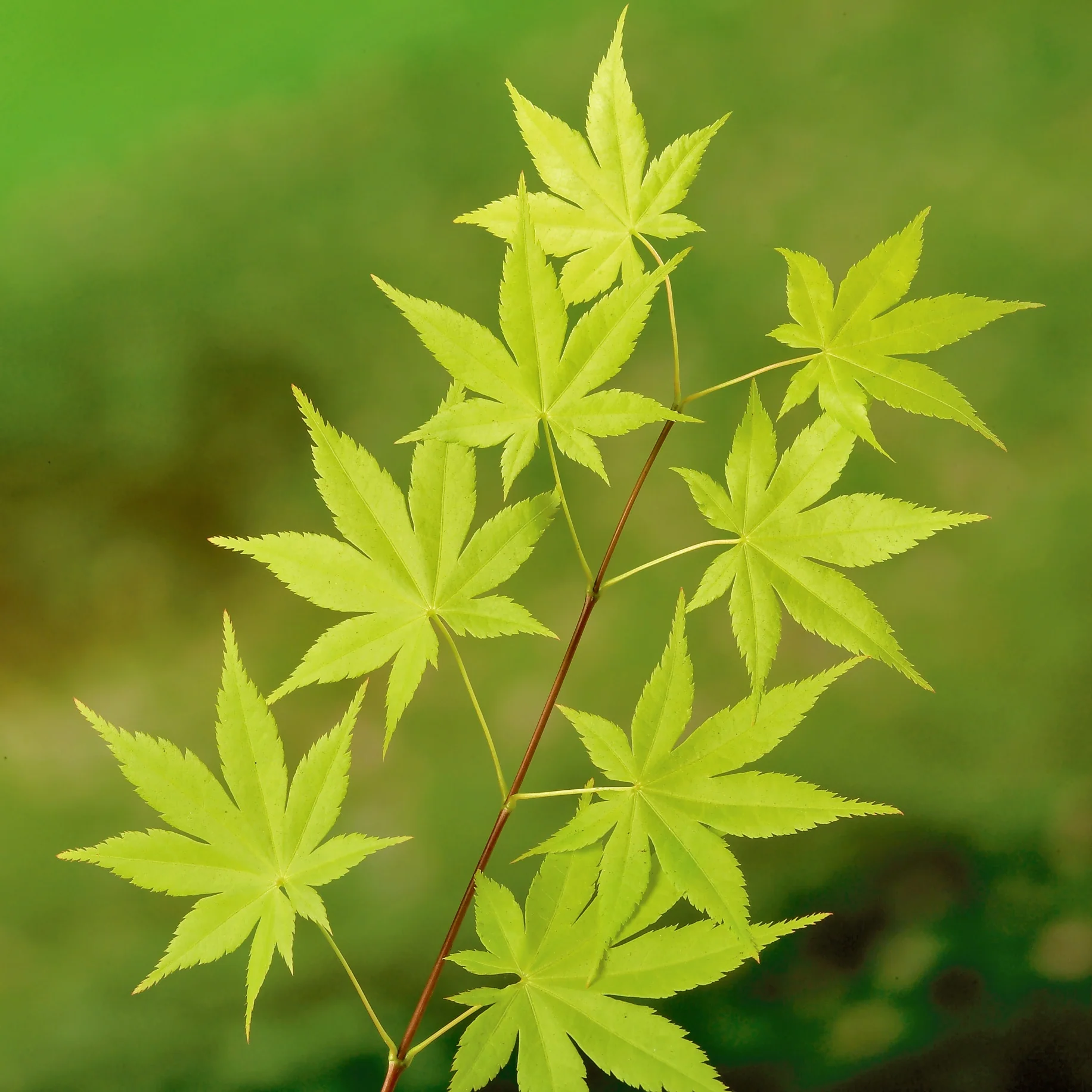 Acer palm Summer Gold - Image 5