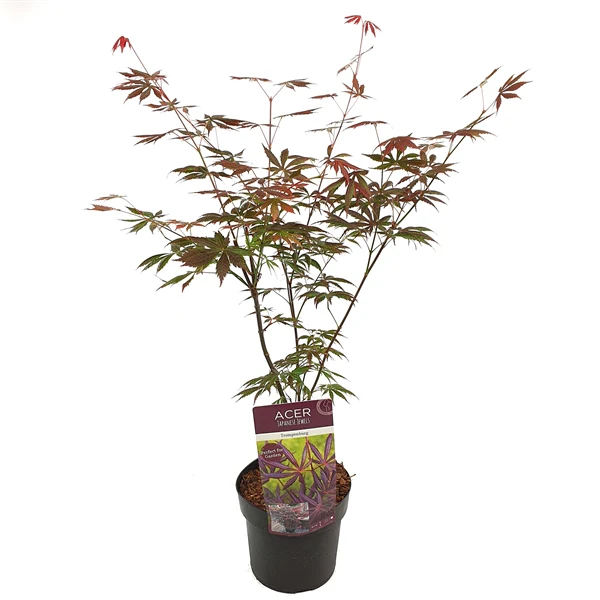 Acer palm. Trompenburg - Image 2
