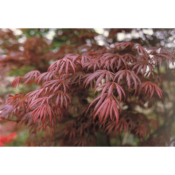 Acer palm. Trompenburg - Image 3