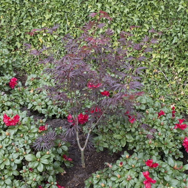 Acer palm. Trompenburg - Image 4