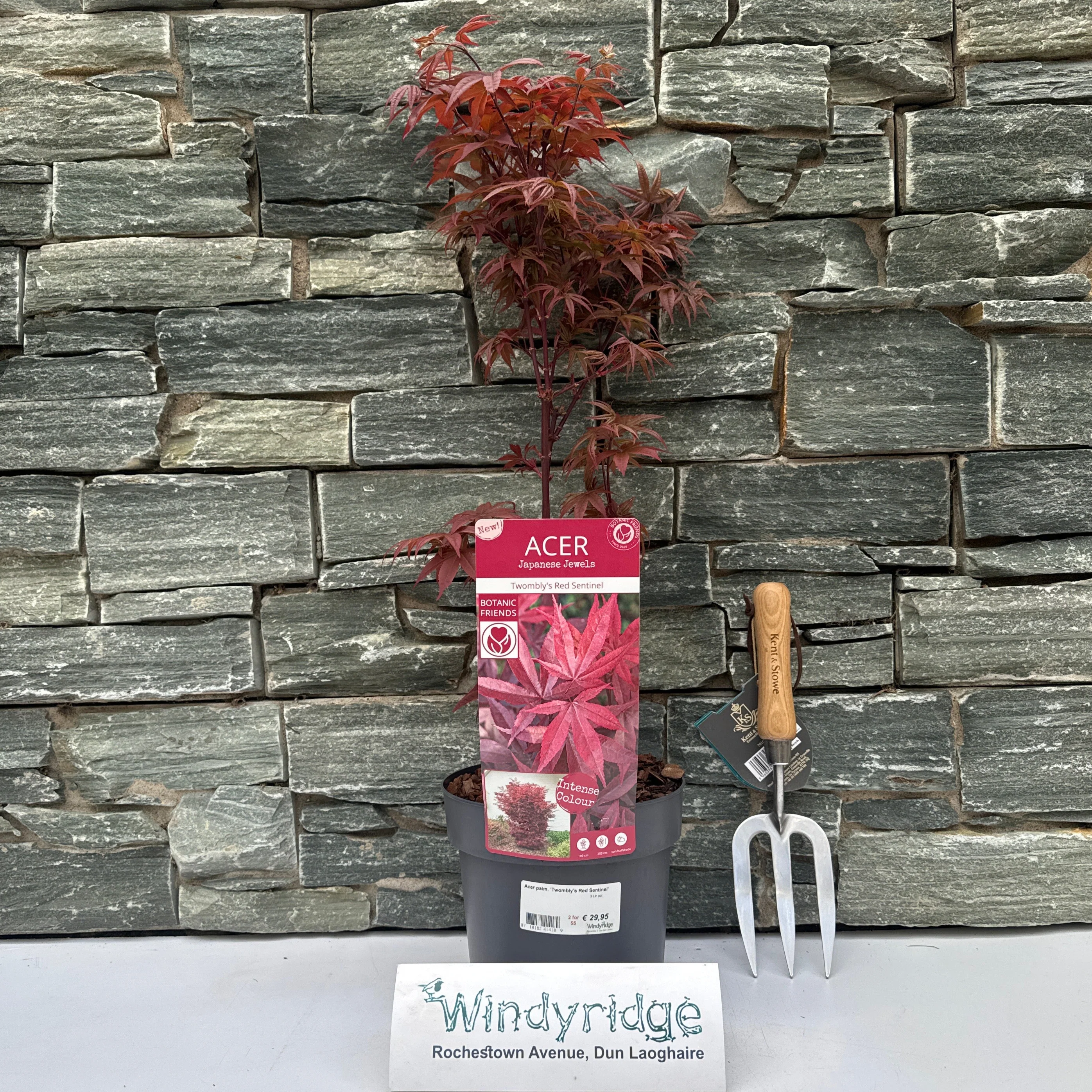 Acer palm. Twomblys red Sentinel - Image 2