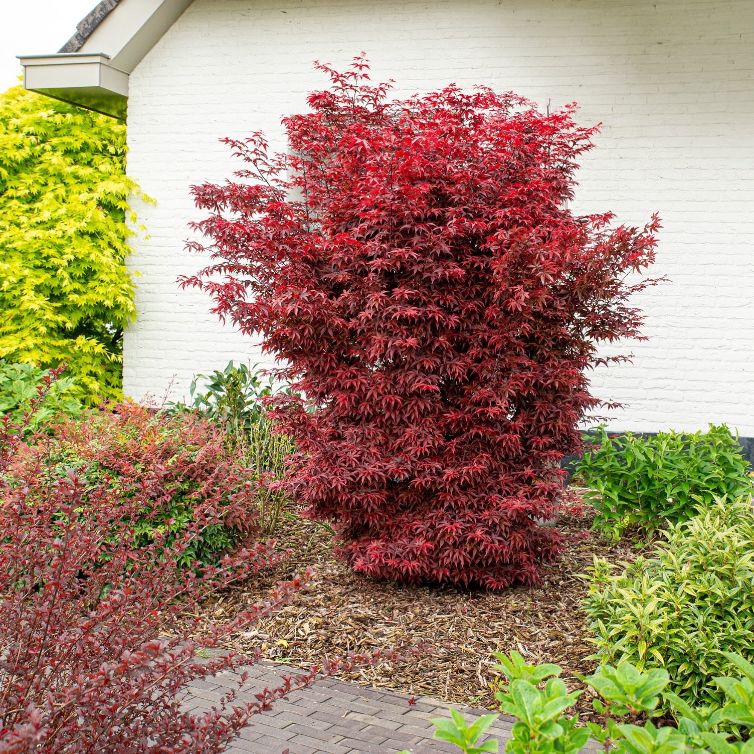 Acer palm. Twomblys red Sentinel - Image 3
