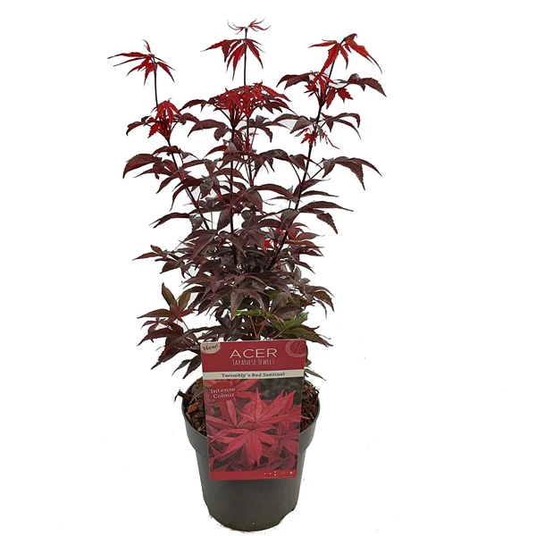 Acer palm. Twomblys red Sentinel - Image 4