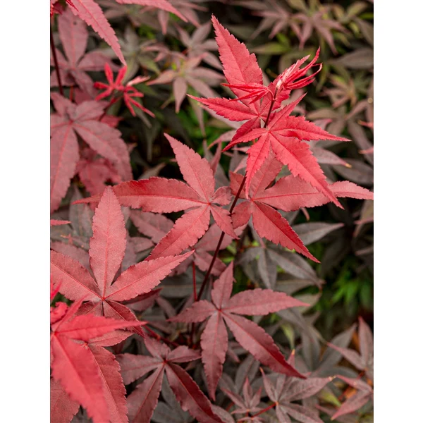 Acer palm. Twomblys red Sentinel - Image 5