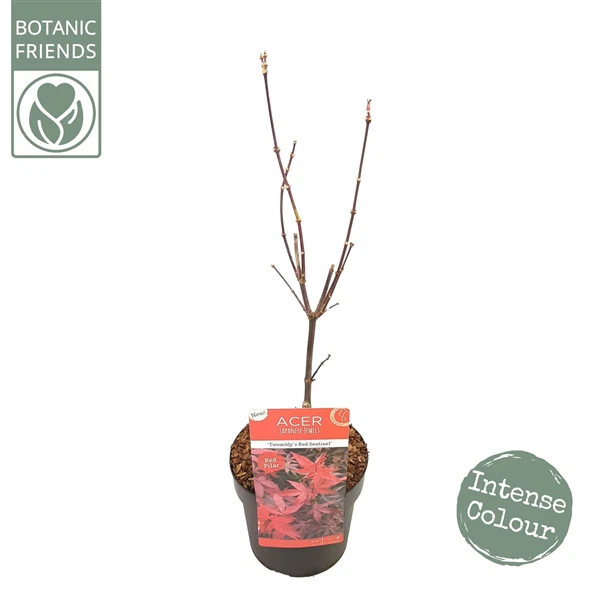 Acer palm. Twomblys red Sentinel - Image 6