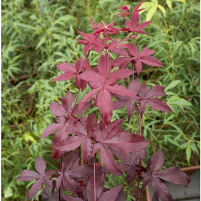 Acer palm. Twomblys red Sentinel - Image 7