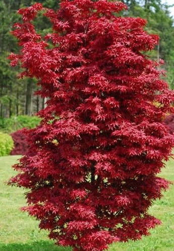 Acer palm. Twomblys Red Sentinel