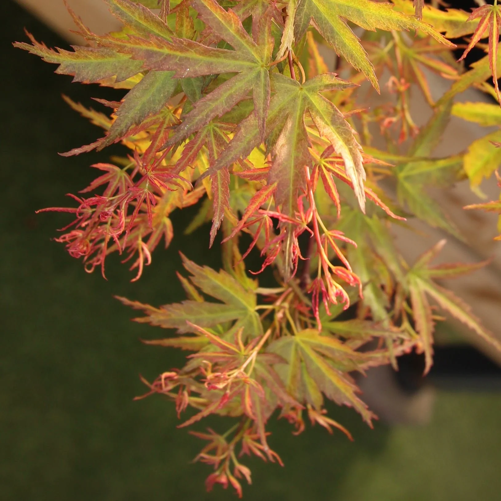 Acer palm Wilson Pink Dwarf