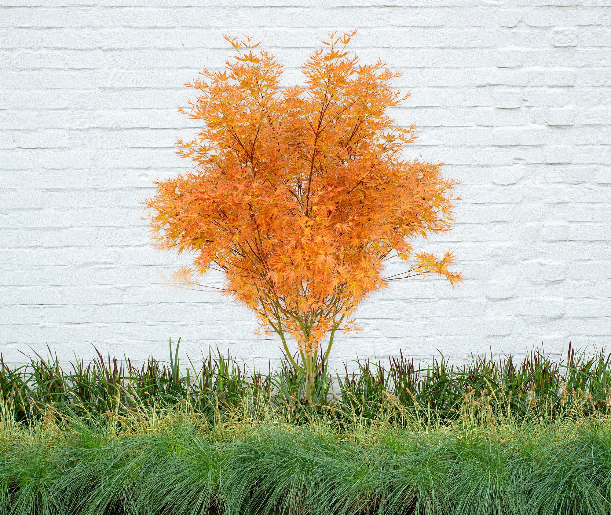 Acer palm Wilson Pink Dwarf - Image 2