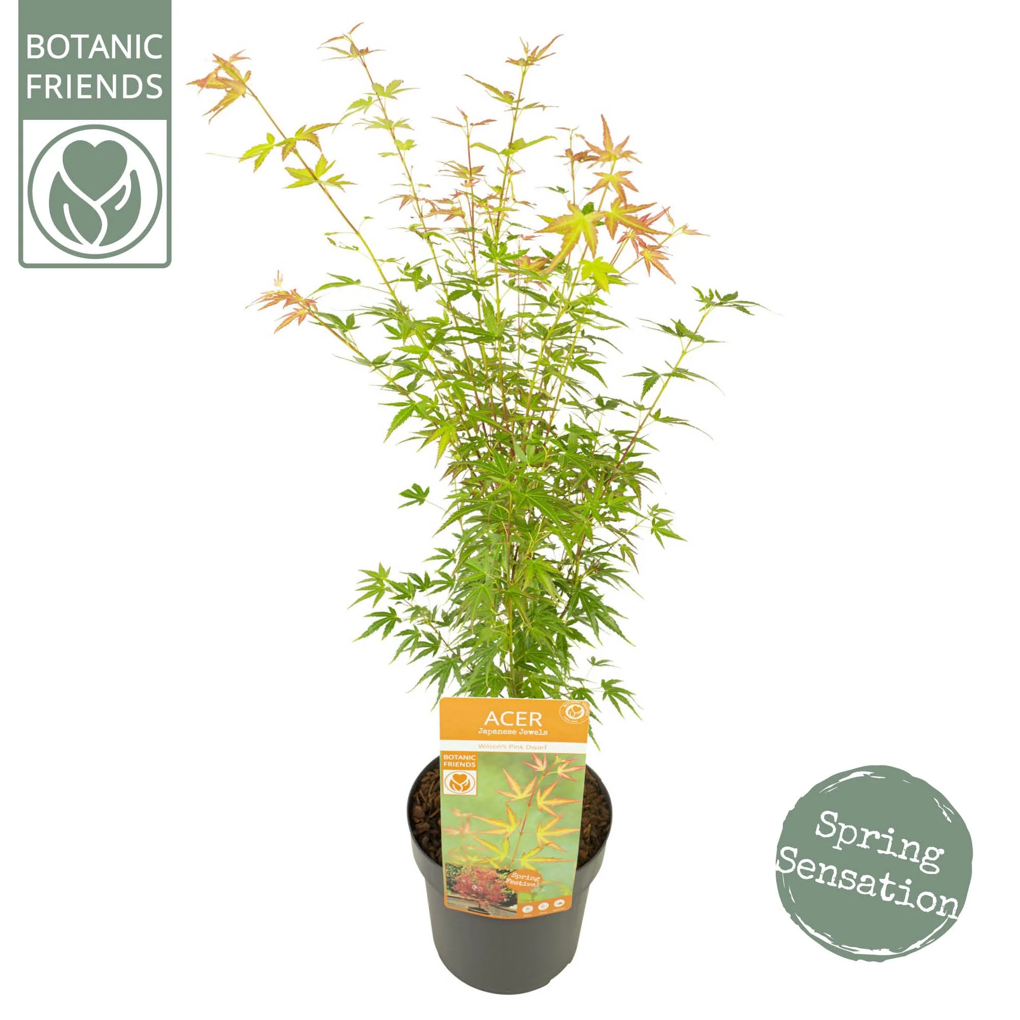 Acer palm Wilson Pink Dwarf - Image 4
