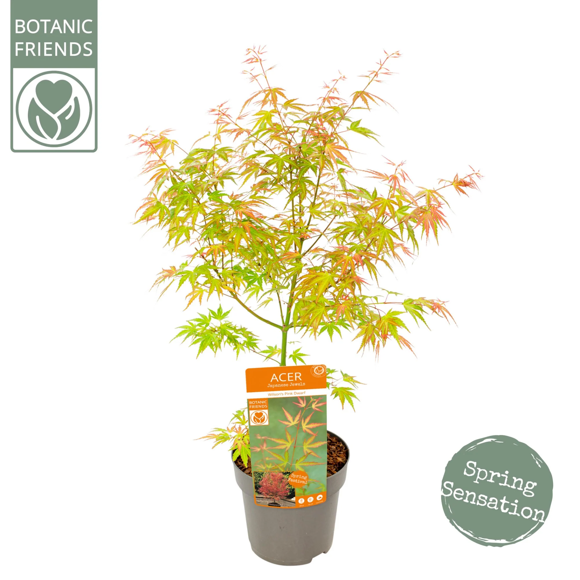 Acer palm Wilson Pink Dwarf - Image 5