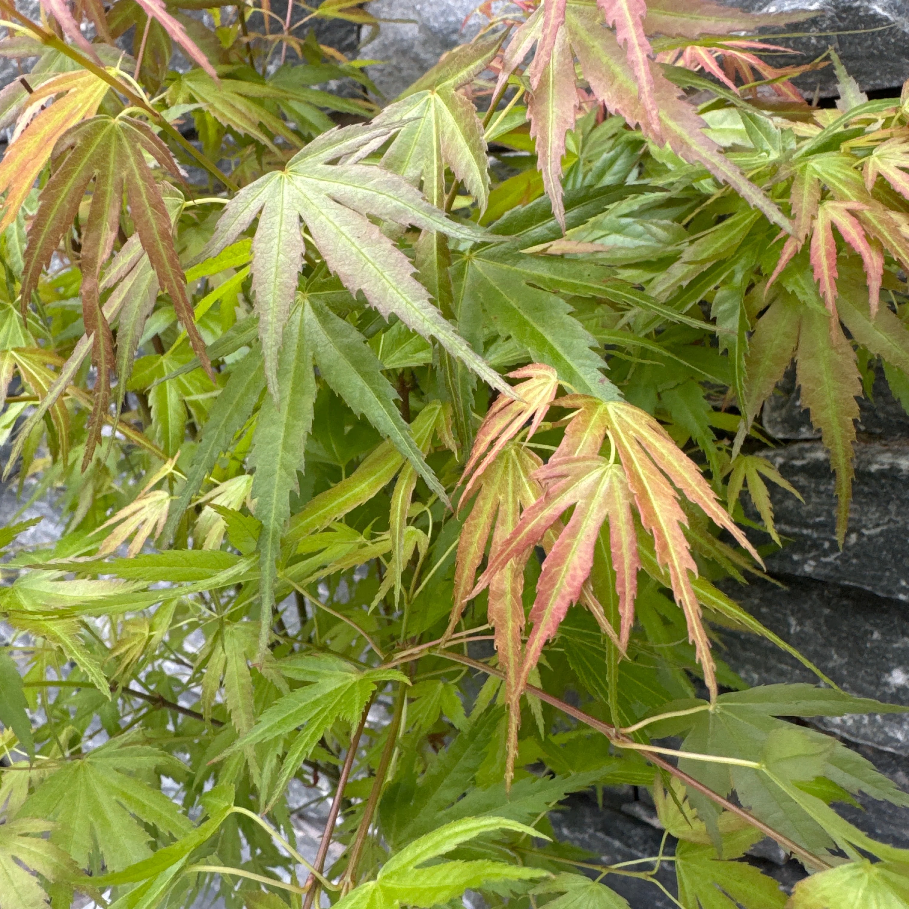 Acer palm. Wilsons Pink Dwarf - Image 2