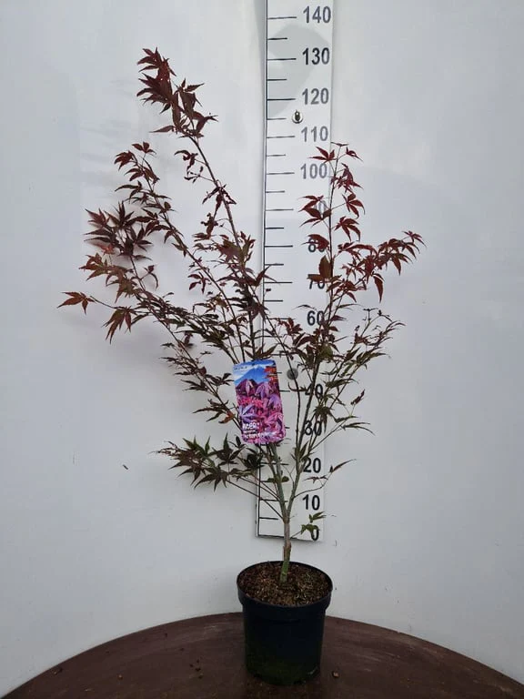 Acer palmatum Atropurpureum  Ltr pot - Image 3