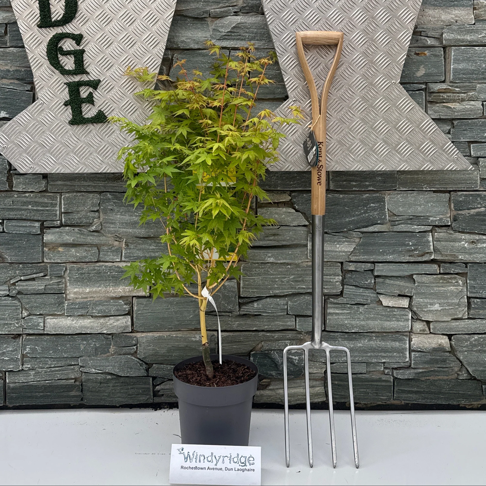 Acer palmatum 'Bihoo' C6.5