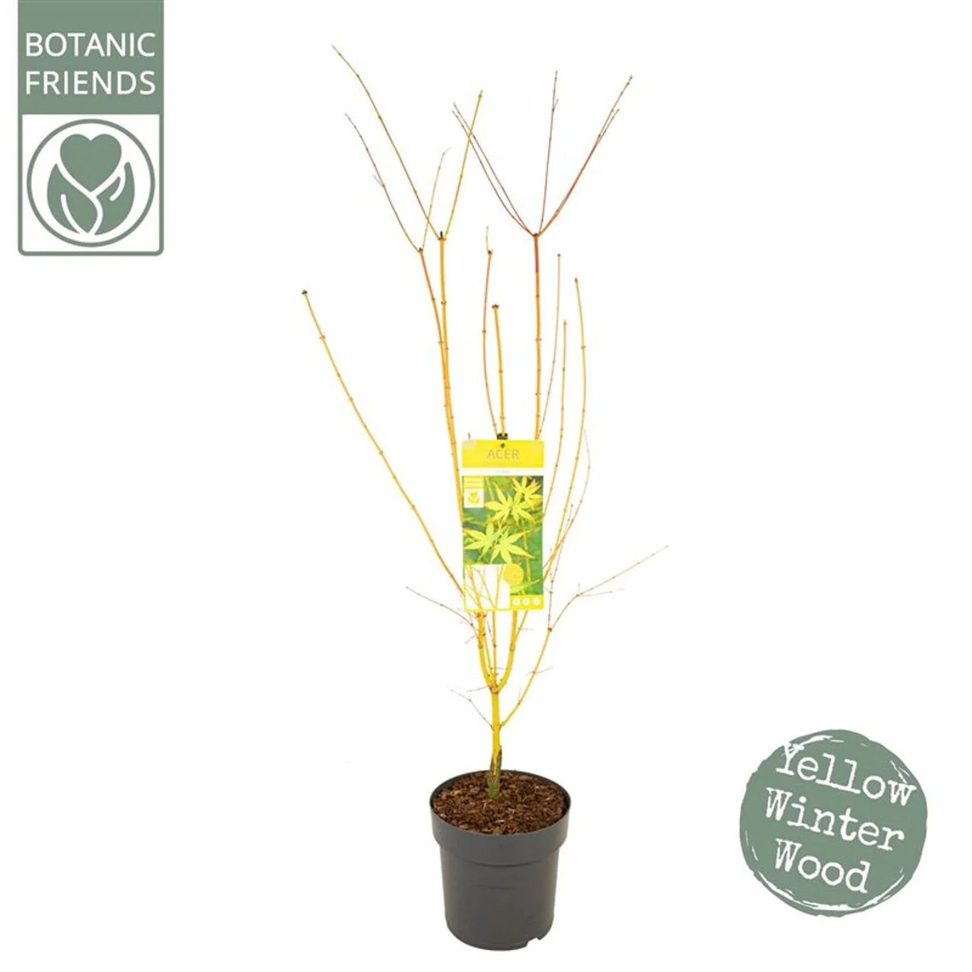 Acer palmatum 'Bihoo' C6.5 - Image 2