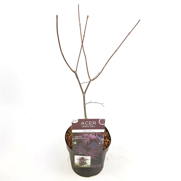 Acer palmatum Black Lace  3 Ltr pot - Image 2