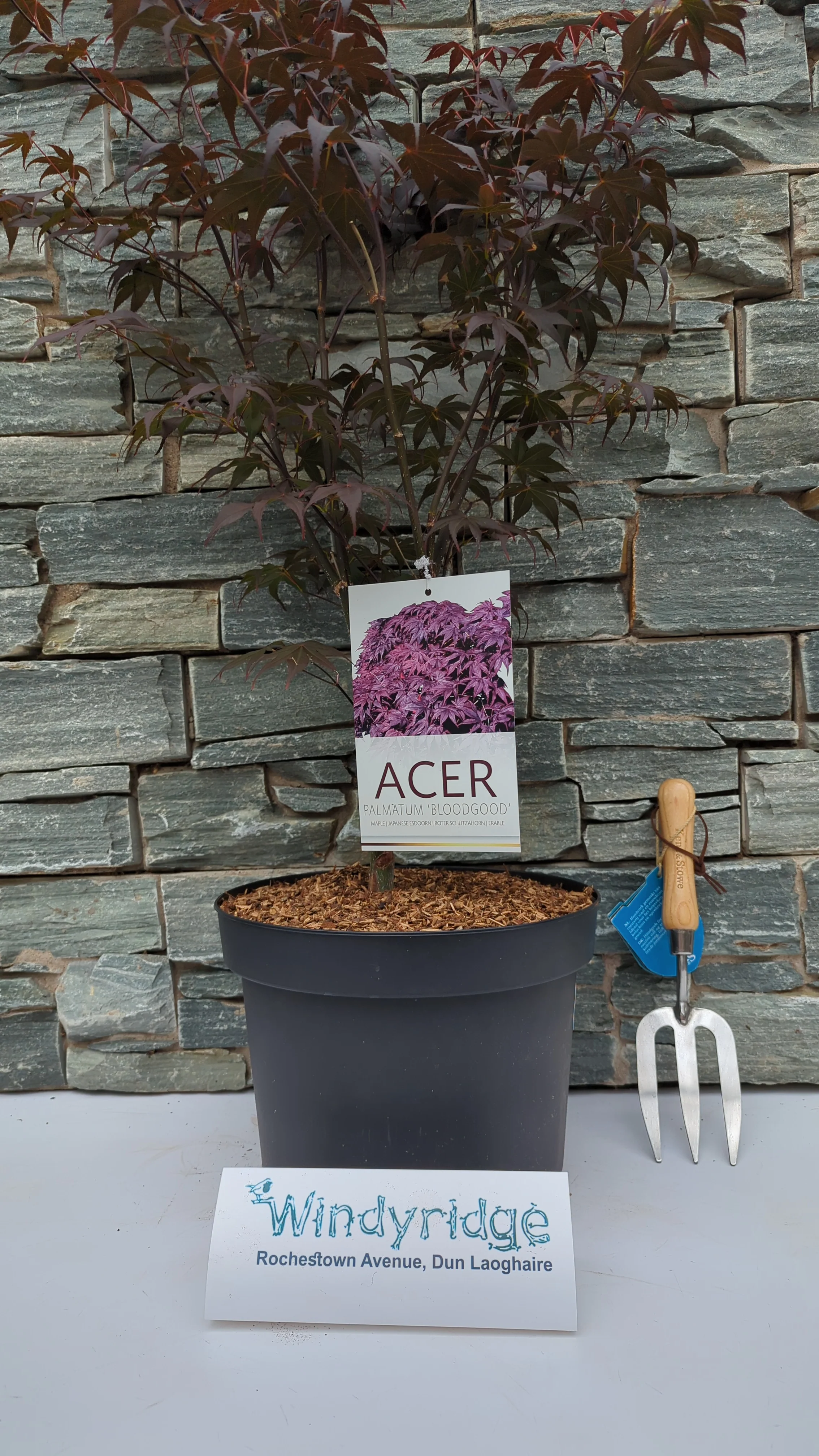Acer palmatum Bloodgood 10 Ltr Pot - Image 2