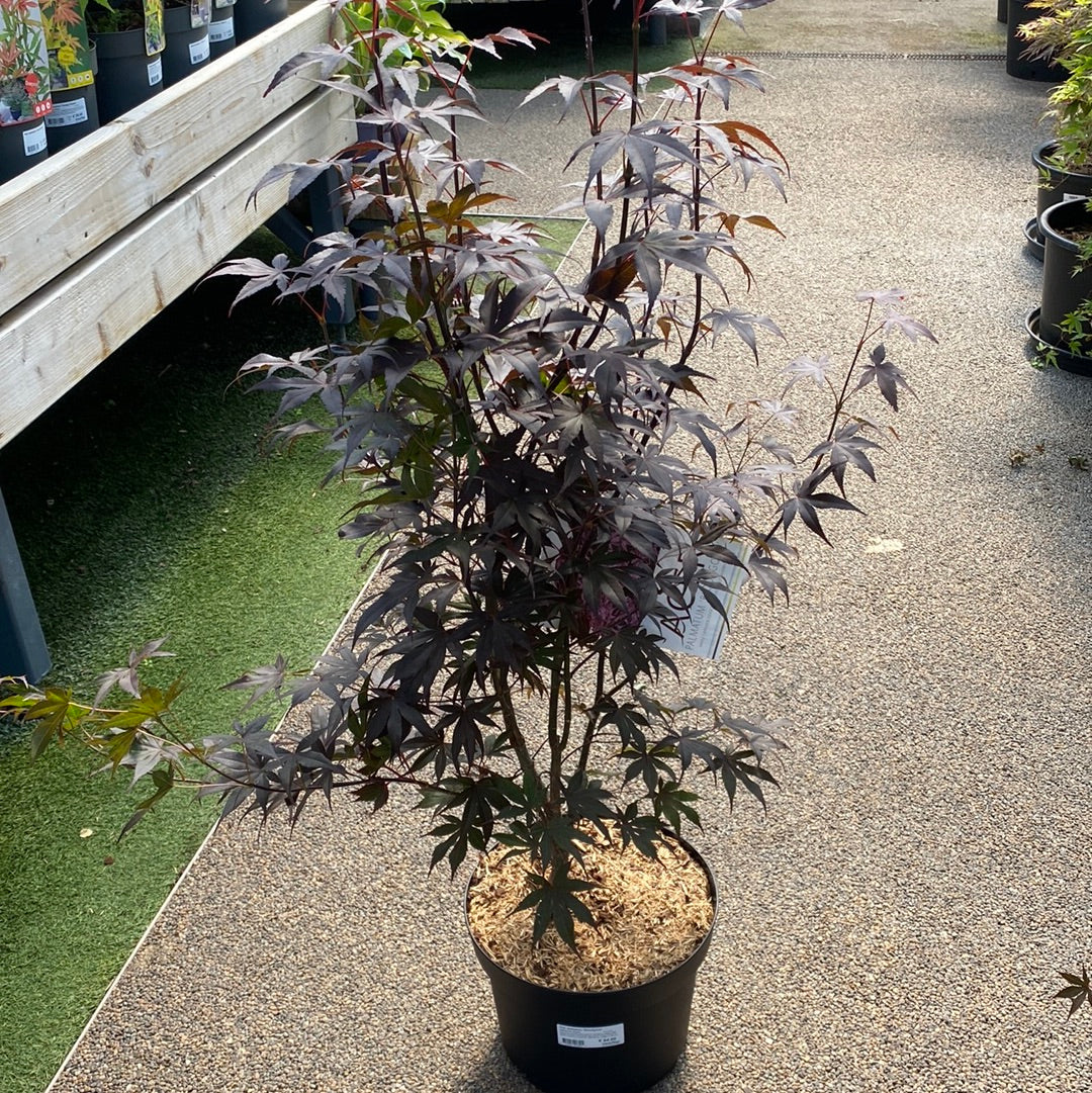 Acer palmatum Bloodgood 10 Ltr Pot - Image 3
