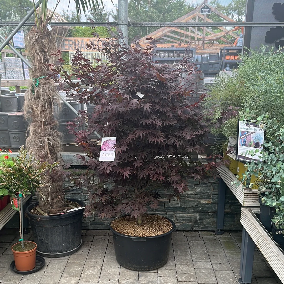 Acer palmatum Bloodgood  120-140cm 65 Ltr Pot
