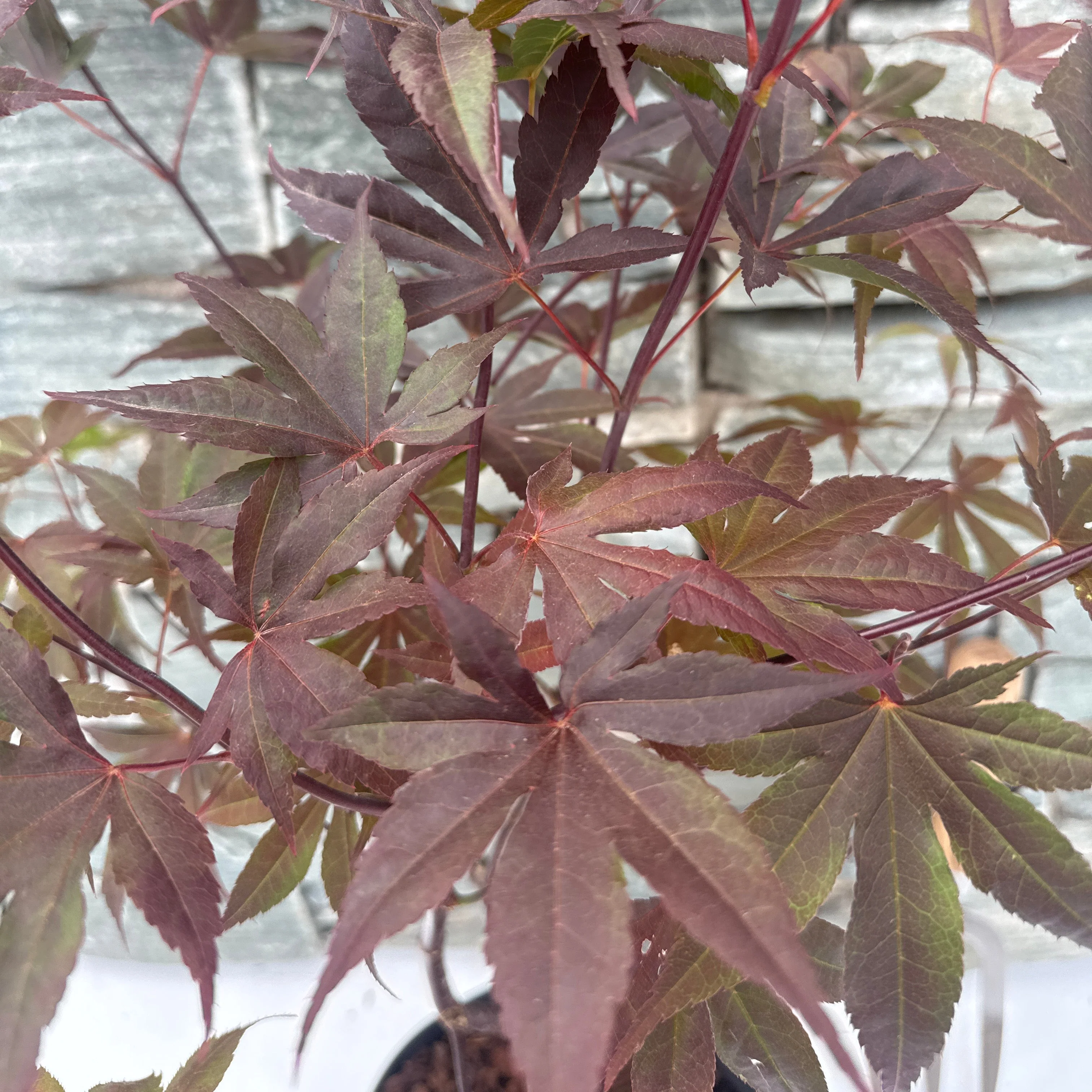 Acer palmatum Bloodgood  40-50 CM C3 - Image 2