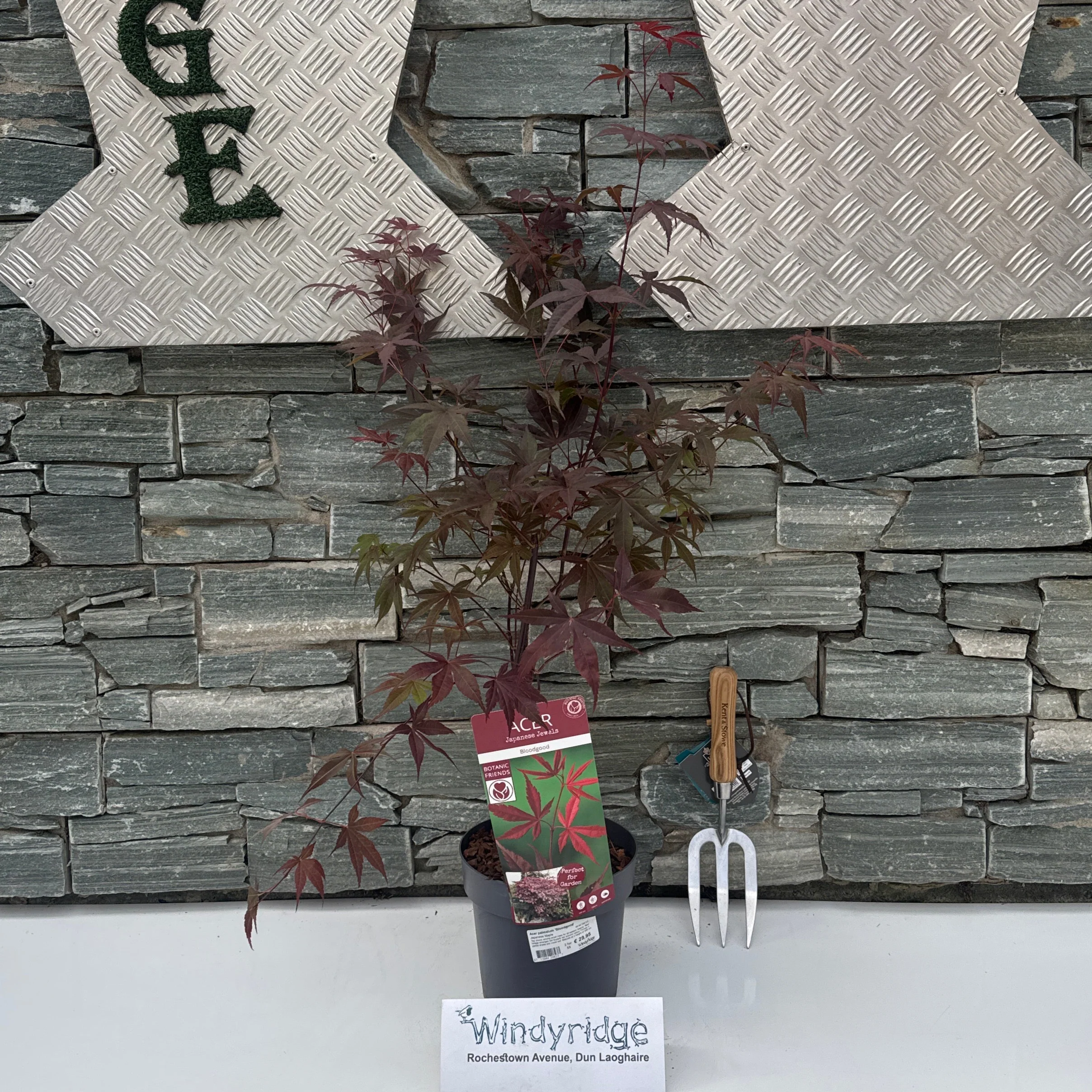 Acer palmatum Bloodgood  40-50 CM C3 - Image 3