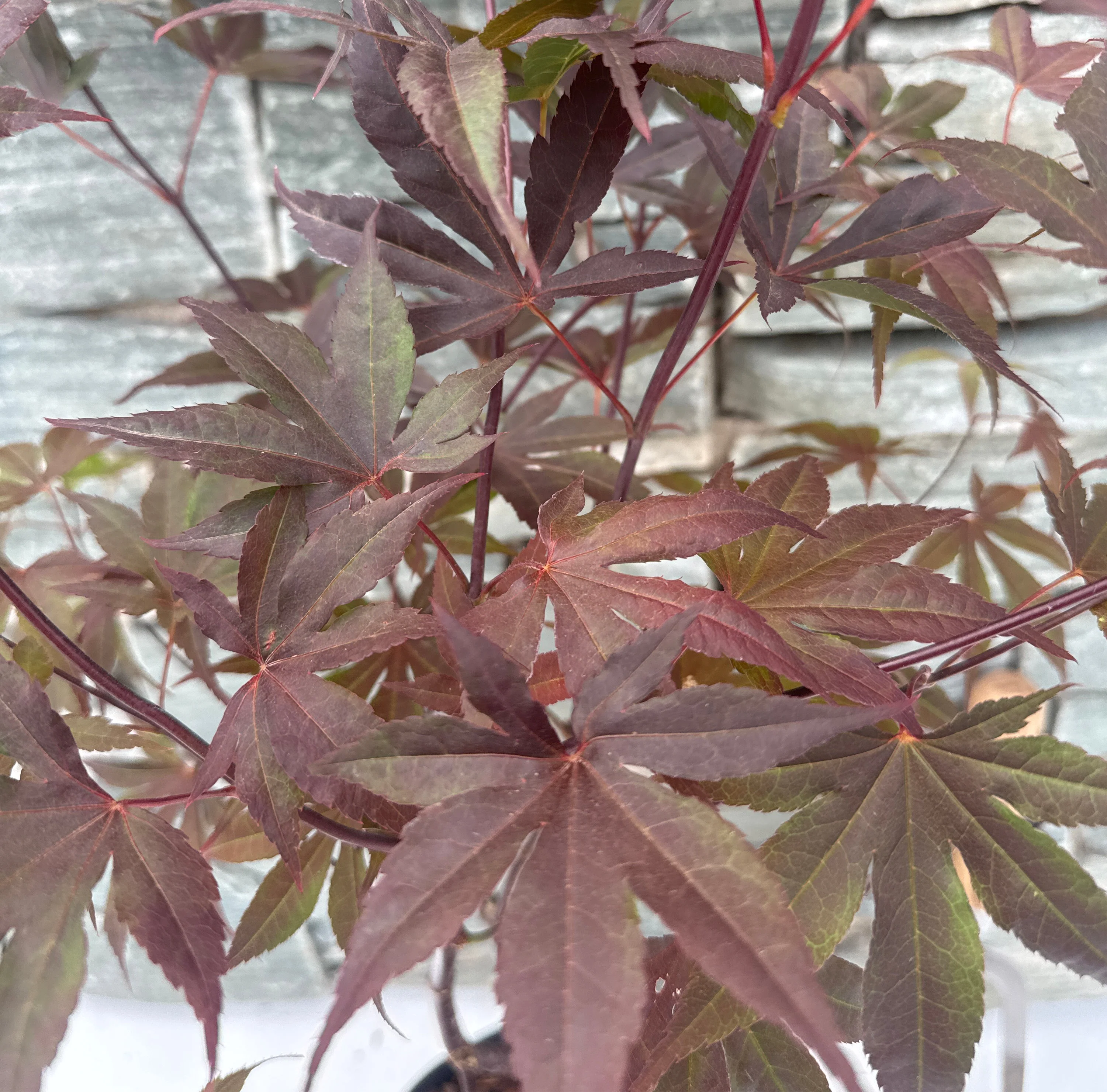 Acer palmatum Bloodgood  40-50 CM C3 - Image 4