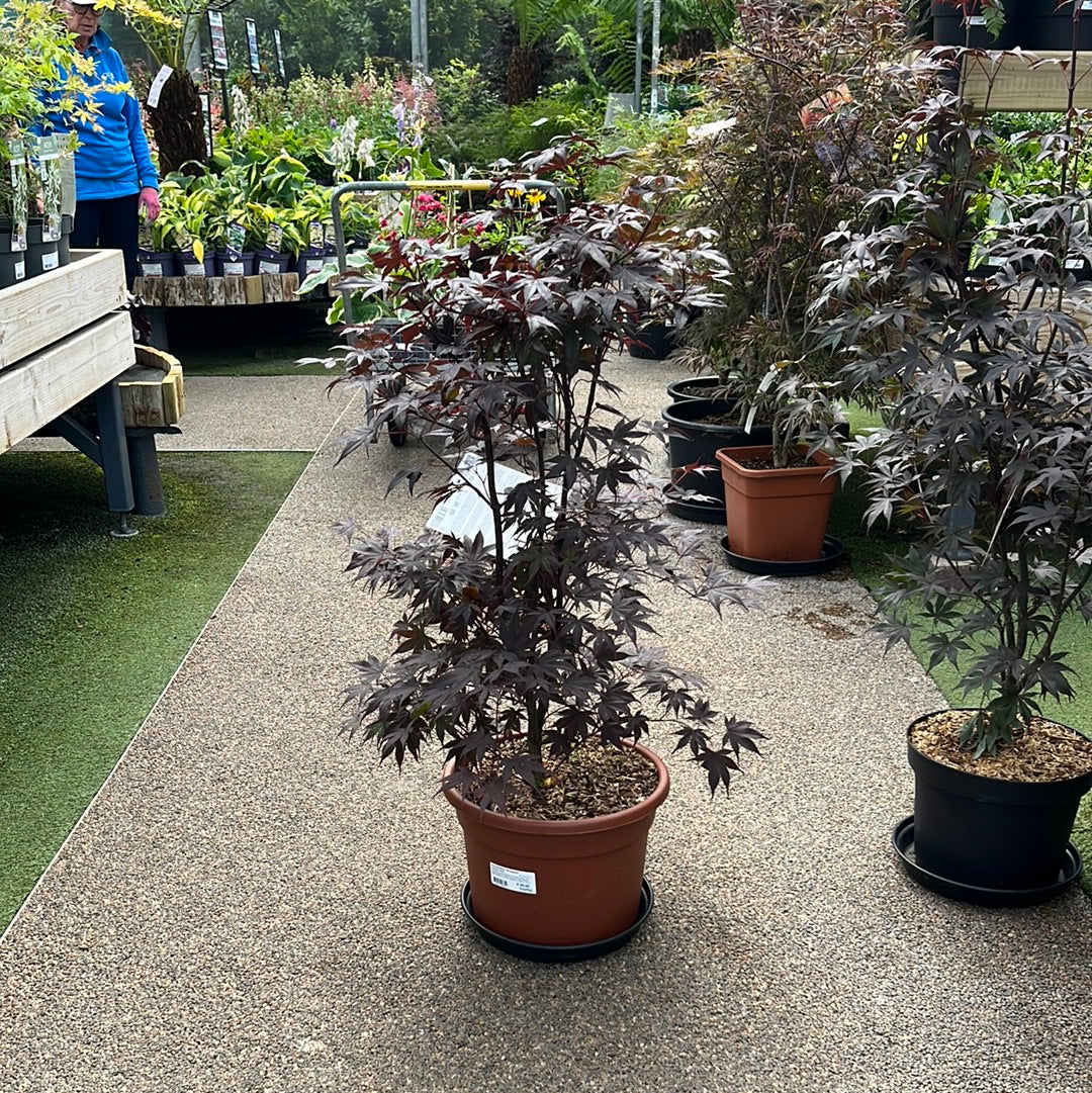 Acer palmatum Bloodgood 80-100 CM C15
