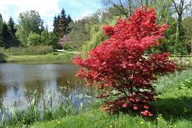 Acer palmatum Bloodgood 80-100 CM C15 - Image 2