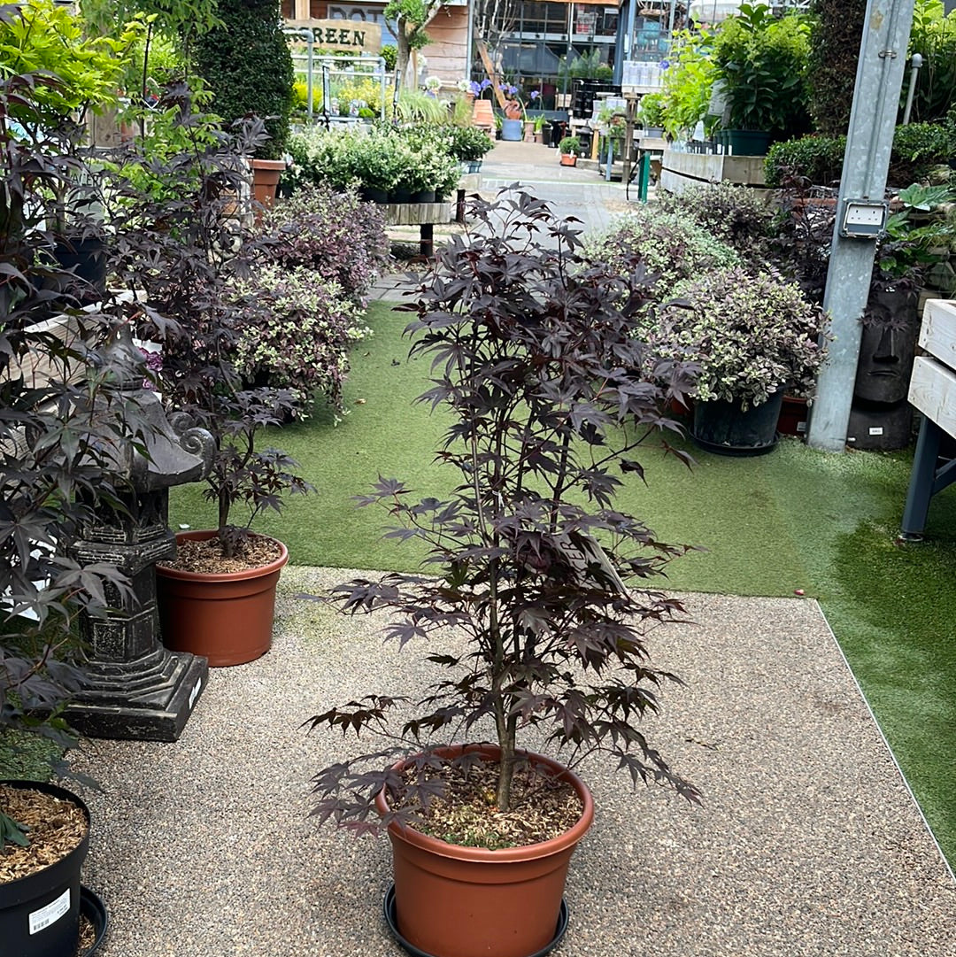 Acer palmatum Bloodgood 80-100 CM C15 - Image 3