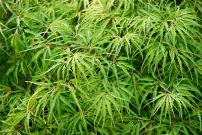 Acer palmatum Dissectum
