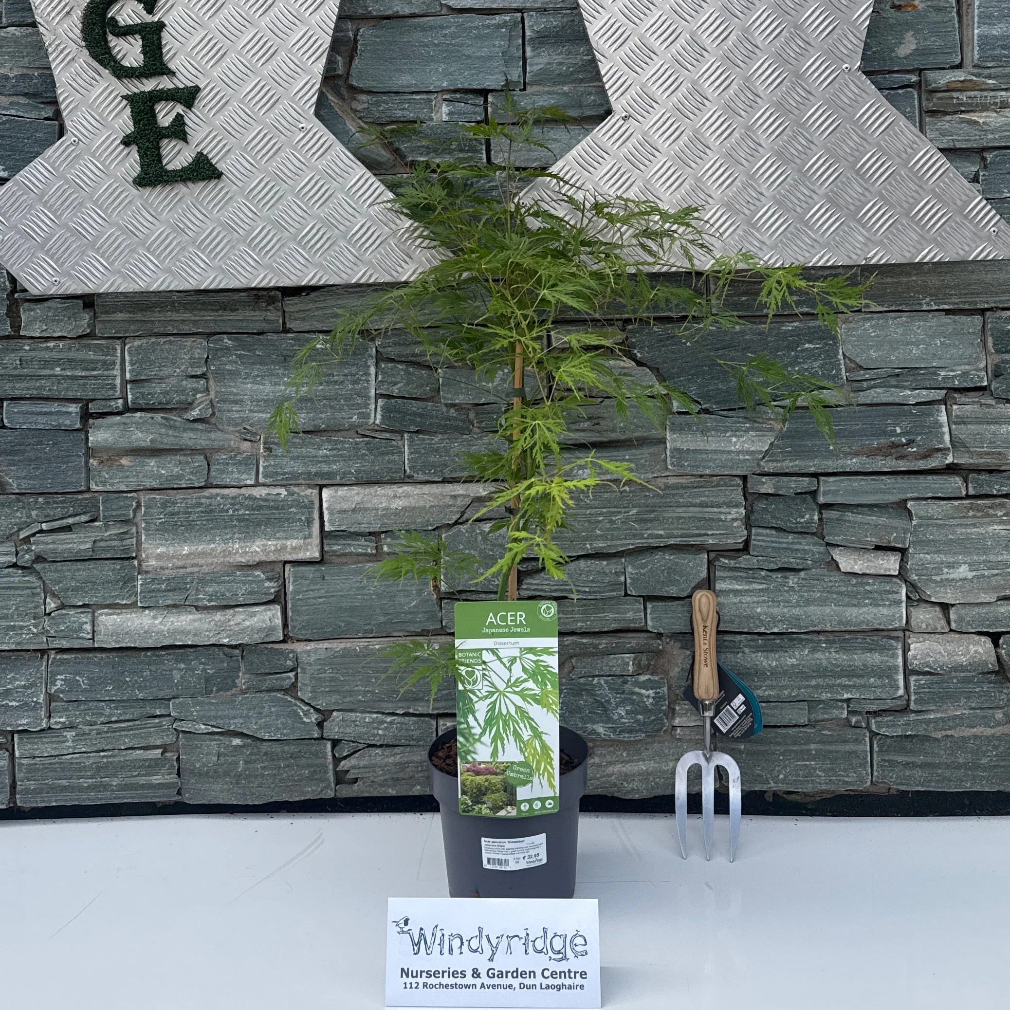 Acer palmatum 'Dissectum' 3L