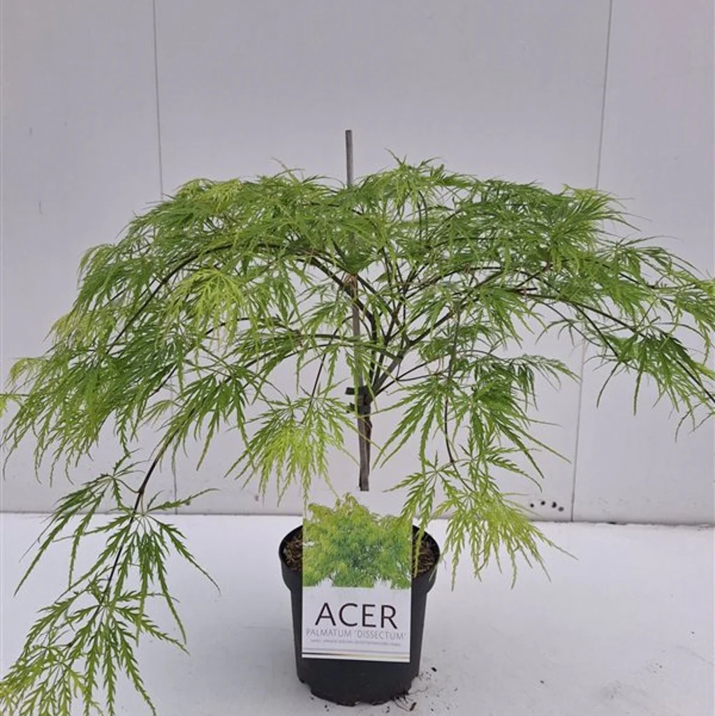 Acer palmatum Dissectum  4 Ltr pot - Image 2